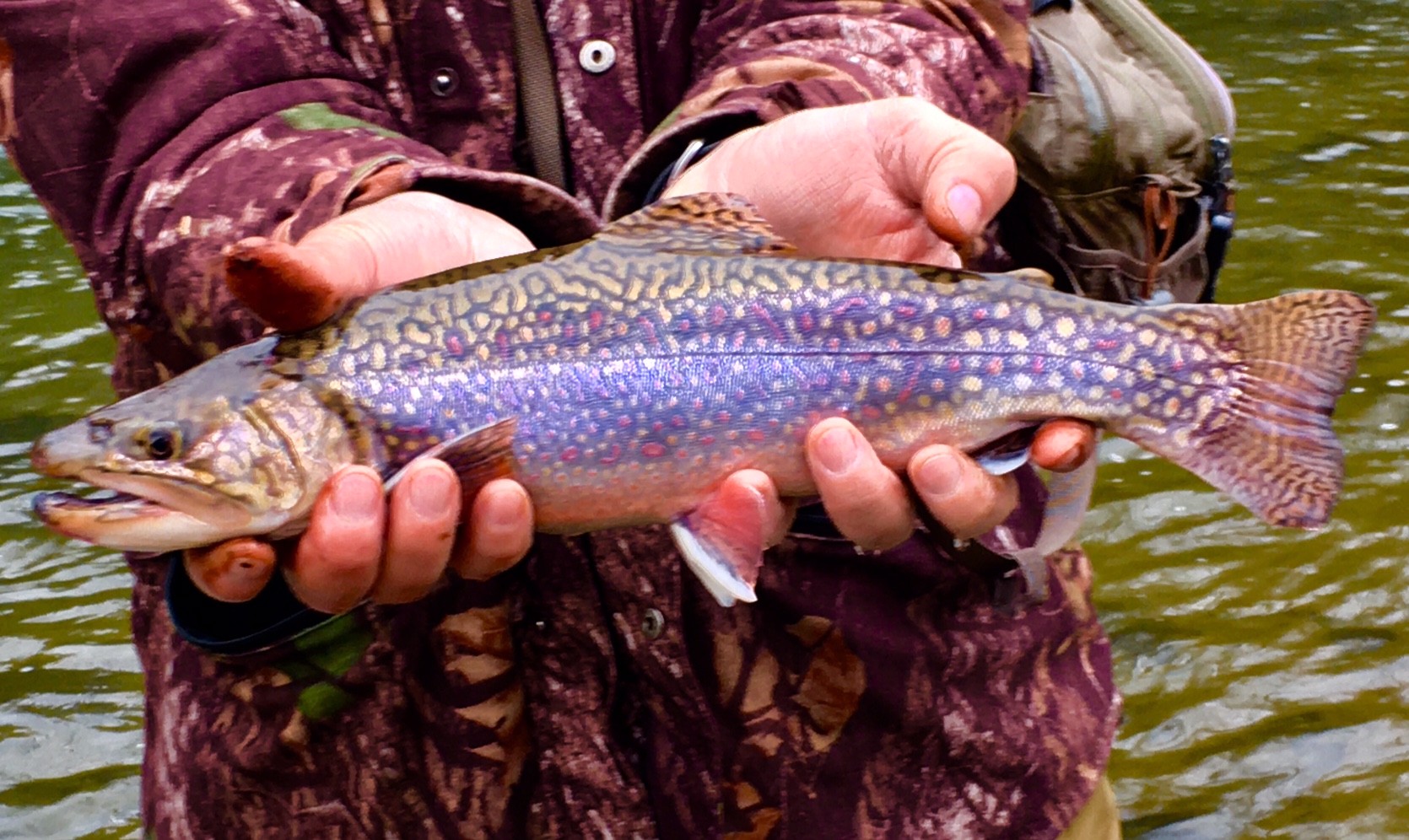 Brook Trout caught Yellow Creek in Bedford County